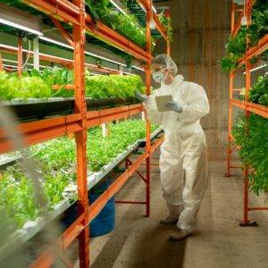 Agricultural engineer controlling quality of greens