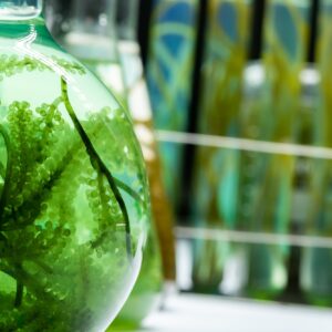 green algae nature background, water sea plant research in environment science laboratory
